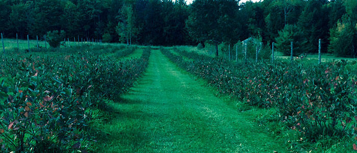 Aronia Berry Patch in Plainfield, Vermont