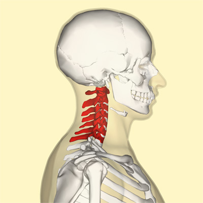 Position of human cervical vertebrae.