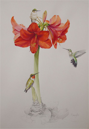 Watercolor of amaryllis by by Susan Bull Riley